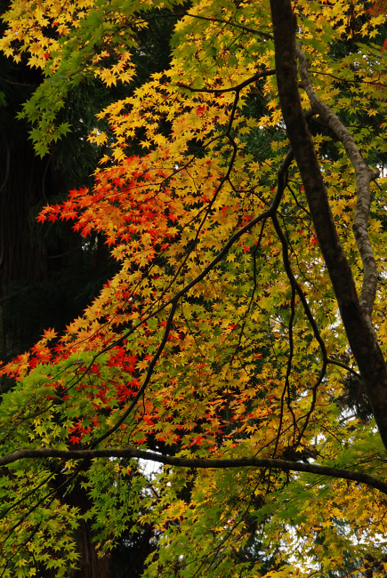 秋の中尊寺（其の三）_d0094150_235233100.jpg