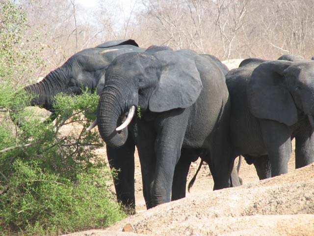 Ghana vol.2　「　歩くサファリ＠モーレ国立公園　」_a0086274_9575451.jpg