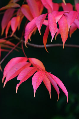 里山の紅葉_b0116083_18382186.jpg