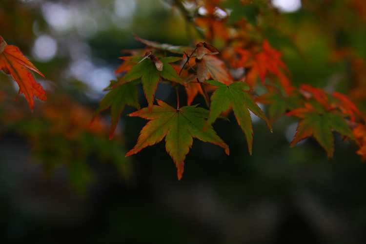 紅葉と桜が出逢う場所_e0051888_1765885.jpg