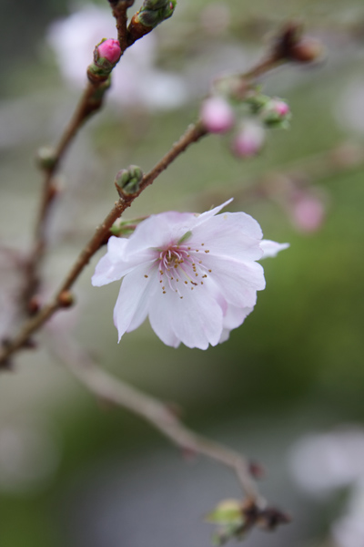 紅葉と桜が出逢う場所_e0051888_1771871.jpg
