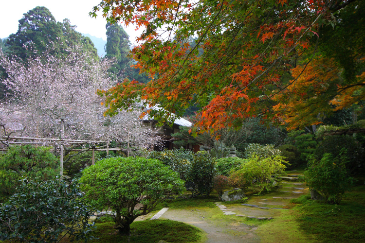 紅葉と桜が出逢う場所_e0051888_1774048.jpg