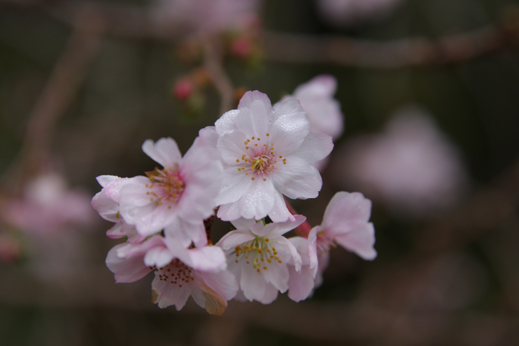 紅葉と桜が出逢う場所_e0051888_1782946.jpg