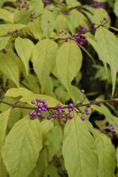 枯れ木に花。_d0028589_23314389.jpg