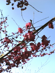 枯れ木に花。_d0028589_23322146.jpg