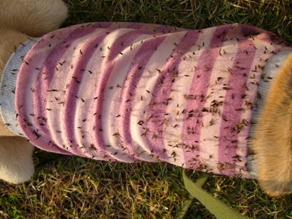 e0121790_1952023.jpg