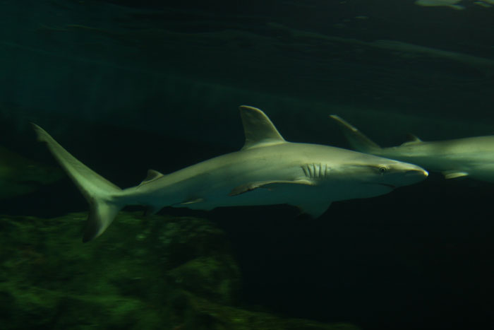 オグロメジロザメ 水族館ふりーく