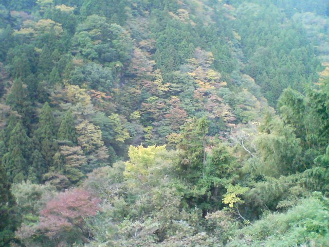 徳島コース[2007年11月11日]_d0085309_1250442.jpg