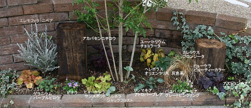 シマトネリコの足元の植栽 ブルーガーデンに憧れて