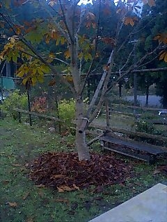 f0133340_829326.jpg