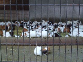 動物園_d0091177_0204993.jpg