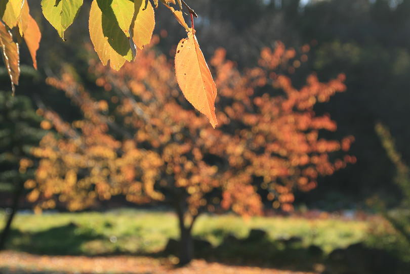 １１月１３日　朝の寄り道　３　桜の紅葉_c0112479_8532093.jpg