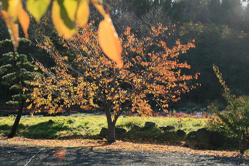 １１月１３日　朝の寄り道　３　桜の紅葉_c0112479_853317.jpg