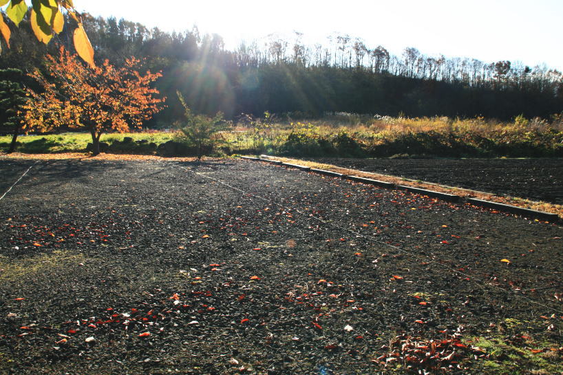 １１月１３日　朝の寄り道　３　桜の紅葉_c0112479_853927.jpg