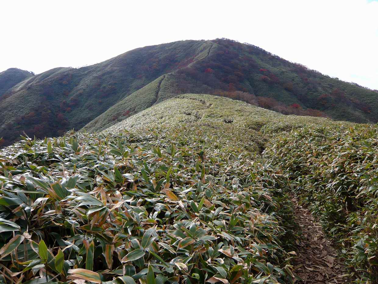 清水頭から雨乞岳（１２３８ｍ）へ_e0110500_15311100.jpg