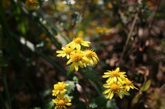 陽だまりの花と谷あいの秋_e0007903_15332034.jpg