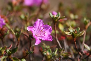 陽だまりの花と谷あいの秋_e0007903_15334188.jpg