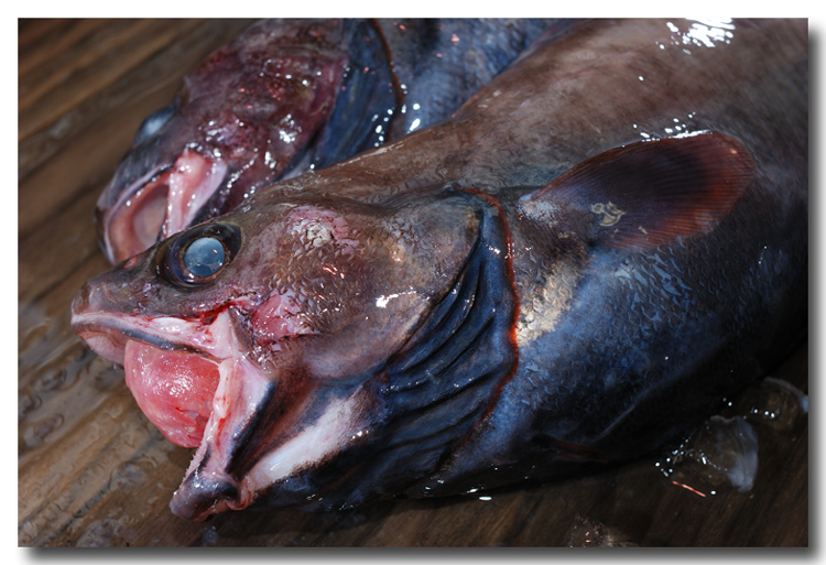 ドンコ 標準和名はエゾイソアイナメ チコダラとの区別は 魚屋三代目日記 ドンコ 標準和名はエゾイソアイナメ チコダラとの区別は 魚屋三代目日記