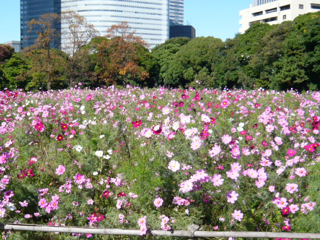 浜離宮庭園のコスモス_d0044239_11484113.jpg