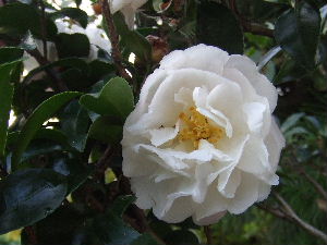a0054240_17581173.jpg