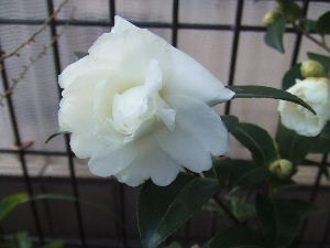 a0054240_17595837.jpg