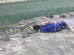 e0105340_22374313.gif