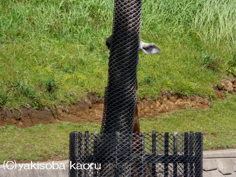 アミメキリン（千葉市動物公園）_f0097047_144228.jpg