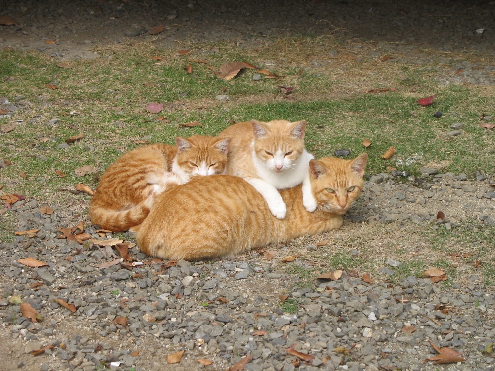 猫の親子 Shins Nyの好きなもの