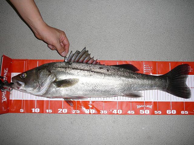 f0140764_13112.jpg