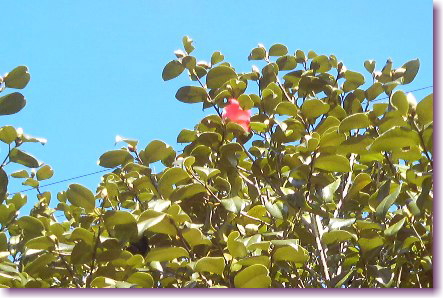 c0048701_19485329.jpg