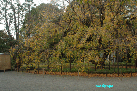 a0094711_1181324.gif