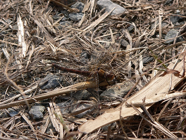 西区　海岸沿い散策　成果なし_e0002314_1538266.jpg