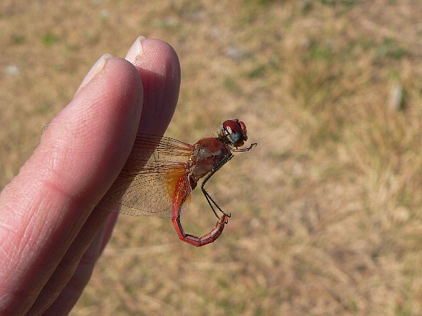 東区　海岸沿い散策　やはり来ていた_e0002314_1603221.jpg