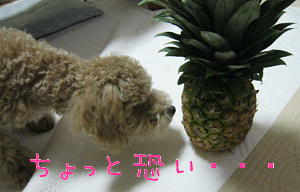 c0060920_1827569.jpg