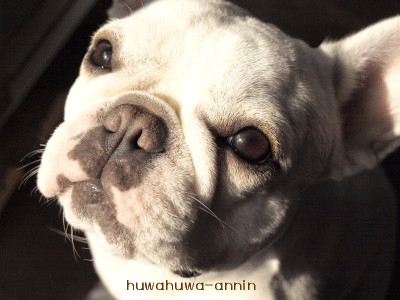 f0155120_12225166.gif