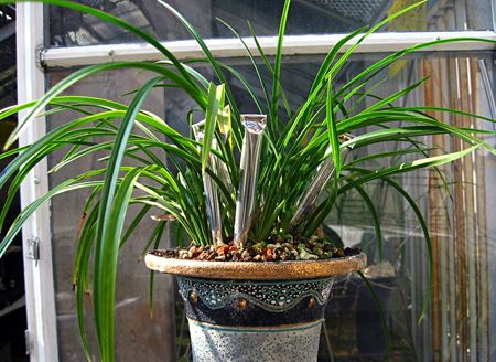 商品詳細｜布木の里 花信｜古典植物・山野草の専門店 フラワー