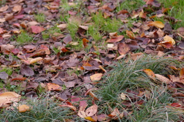e0095468_1642851.jpg