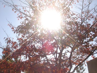 e0106479_19203746.jpg
