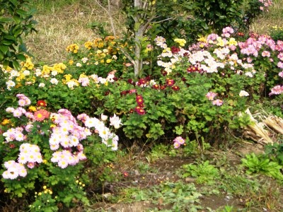 c0078480_0335452.jpg