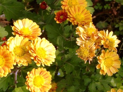 c0078480_0361451.jpg