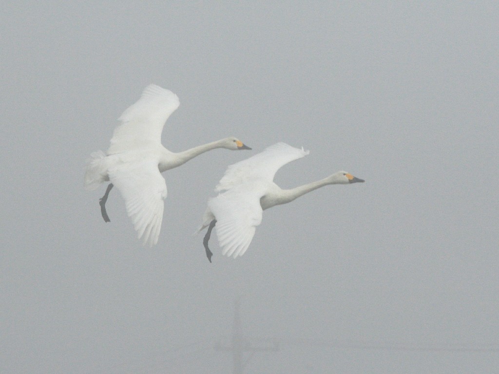 霧の中、降下してくる白鳥たち_e0103903_18271321.jpg