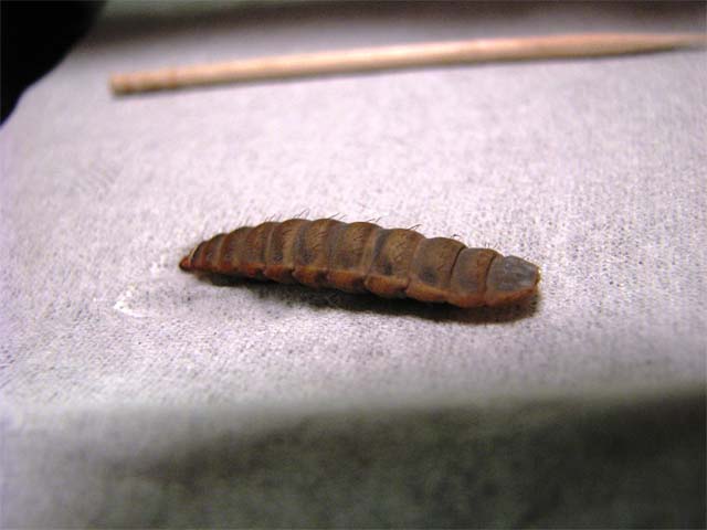 家庭菜園の土の中に見た事がない さなぎ がたくさんいます 昆虫ブログ むし探検広場 家庭菜園の土の中に見た事がない さなぎ がたくさんいます 昆虫ブログ むし探検広場