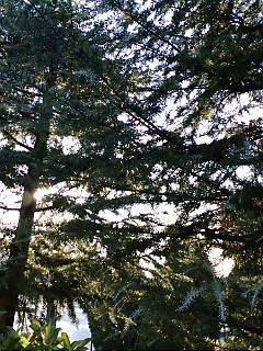 BOM DIA♪_b0032617_7371663.jpg