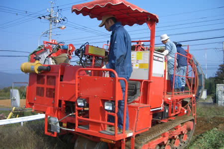 地元中津川市で「ちこり芋」の収穫開始_d0063218_20261849.jpg
