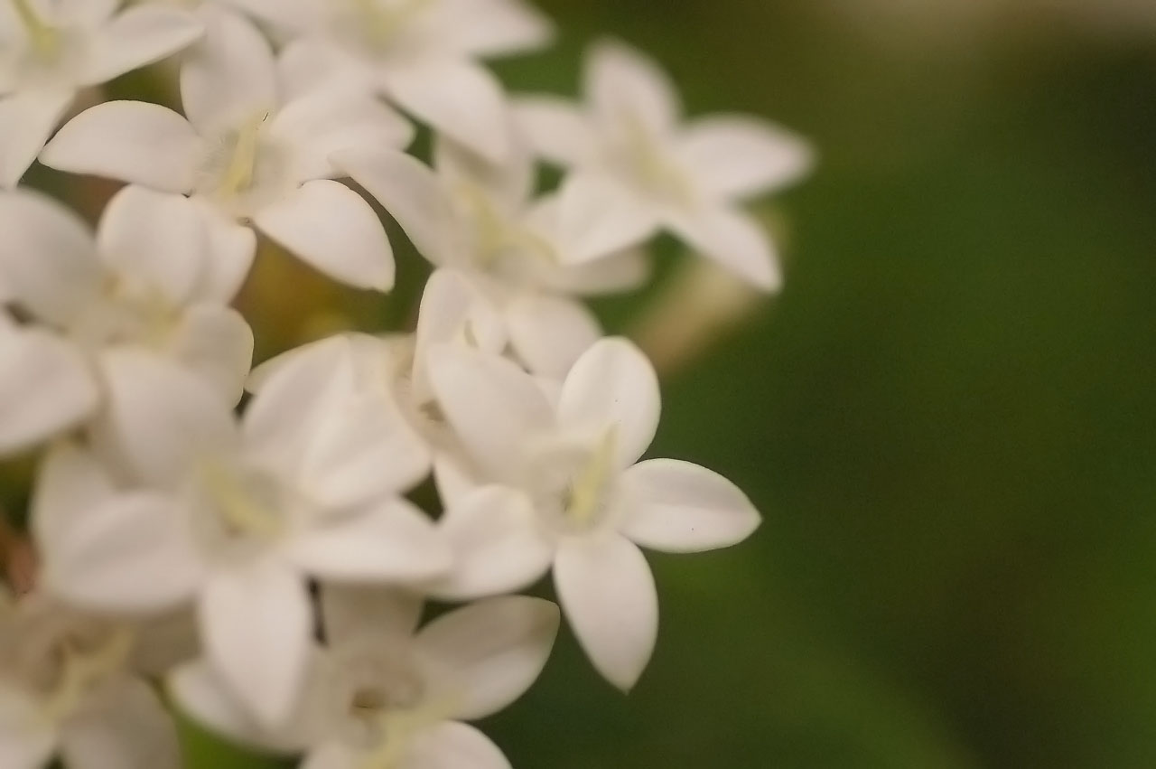 甘い誘惑の花 と 清純な恋の花 いま 癒されたい 心の楽園 癒しの写真と詩のハーモニーワールド 甘い誘惑の花 と 清純な恋の花 いま 癒されたい 心の楽園 癒しの写真と詩のハーモニーワールド