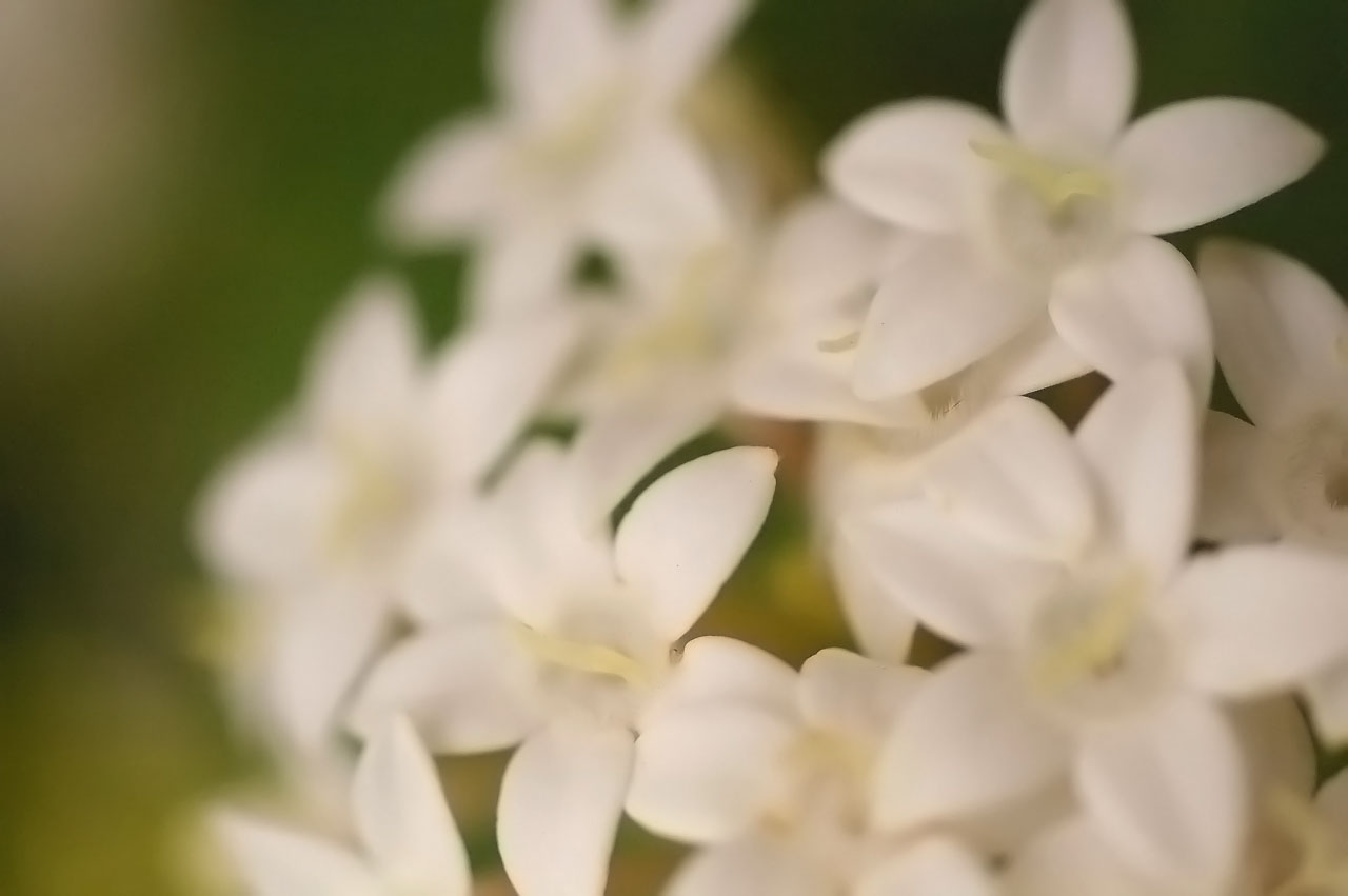甘い誘惑の花 と 清純な恋の花 いま 癒されたい 心の楽園 癒しの写真と詩のハーモニーワールド 甘い誘惑の花 と 清純な恋の花 いま 癒されたい 心の楽園 癒しの写真と詩のハーモニーワールド