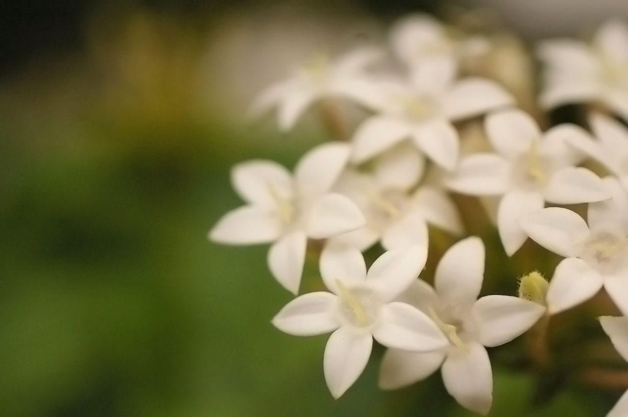 甘い誘惑の花 と 清純な恋の花 いま 癒されたい 心の楽園 癒しの写真と詩のハーモニーワールド 甘い誘惑の花 と 清純な恋の花 いま 癒されたい 心の楽園 癒しの写真と詩のハーモニーワールド