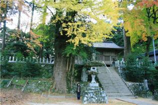 ０７年・千如寺の大楓と雷神社の大銀杏_e0012724_1972954.jpg