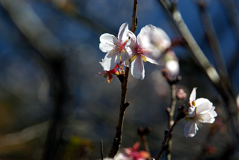 鬼石町の　寒桜が咲きはじめました。_e0127034_21282328.jpg