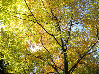 e0110940_23251879.jpg